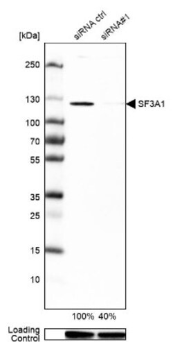 SF3A1 Antibody, Novus Biologicals 0.1mL; Unlabeled:Antibodies, Polyclonal